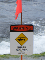 Shark Sighted Warning Sign.