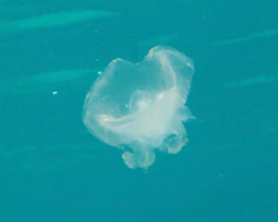 Jellyfish at Sharks Cove Hawaii