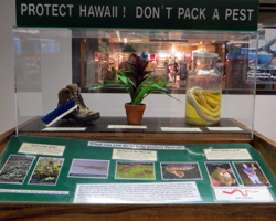 Honolulu Airport Invasive Species