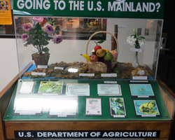 Honolulu Airport Agricultural Inspection Display