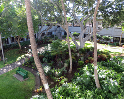 Honolulu Airport Garden