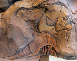 Hidden Rock Art: Reef Fish & Hermit Crab at Disney Aulani Resort