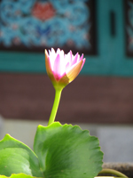 Sunlight upon a Water Lily at Mu-Ryang-Sa Buddhist Temple Hawaii