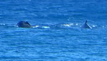 Whale Watching Hawaii: Mother and Baby Humpback Whales Near Kaena Point, Oahu