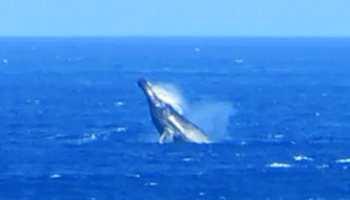 Whale Watching Hawaii: Humpback Whale Breaching Near Kaena Point, Oahu