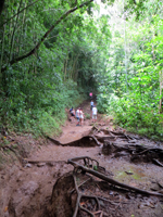 Manoa Falls Mud