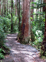 Manoa Falls Trail