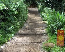 Manoa Falls Trailhead