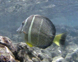 Tropical fish at Hanauma Bay Hawaii