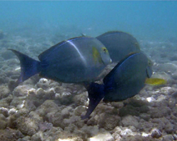 Surgeon fish (Palani) in murky water at Hanauma Bay Hawaii