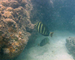 Fish in Murky Water at Hanauma Bay Hawaii