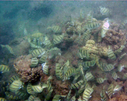 School of convict tangs through murky water outside the reef at Hanauma Bay Hawaii