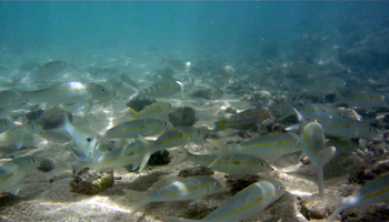 School of goat fish (Weke) and one Christmas wrasse at Hanauma Bay Hawaii.