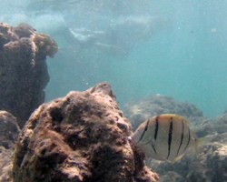 Fewer fish and murky water at Hanauma Bay Hawaii