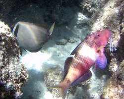 Goat fish at Hanauma Bay Hawaii