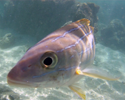 Fish-Eye View of a Fish Eye at Hanauma Bay Hawaii