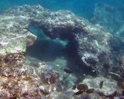 Coral Arch at Three Tables