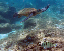 Green Sea Turtle at Three Tables on Oahu North Shore