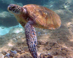 Green Sea Turtle at Three Tables