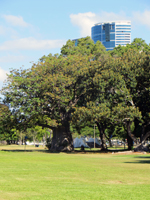 A Quiet Patch of Shade at Ala Moana Beach Park