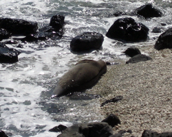 Hawaiian Monk Seal Sleeping at Kaena Point