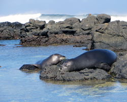 Two Hawaiian Monk Seals Resting at Kaena Point