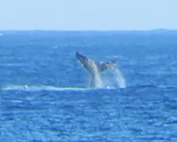Humpback Whale Sighting at Kaena Point (North Shore Route)