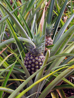 Pineapples at Dole Pineapple Plantation