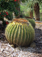 Barrel Cacti at Koko Crater Botanical Garden