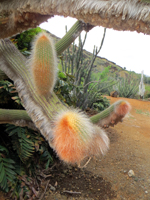 Fuzzy Orange Cactus at Koko Crater Botanical Garden