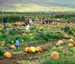 Finding Future Jack-O-Lanterns at Aloun Farms Pumpkin Patch