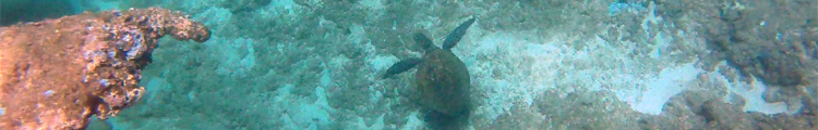 Coral Hand Pointing at Green Sea Turtle at Three Tables