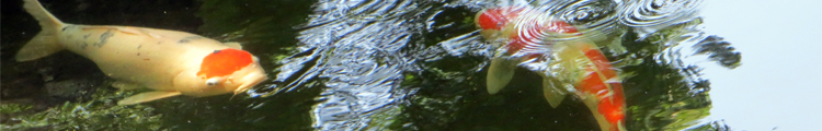 Carp Live in the Stream that Runs through the Japanese Garden at the University of Hawaii