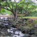 Liliuokalani Botanical Garden in Honolulu