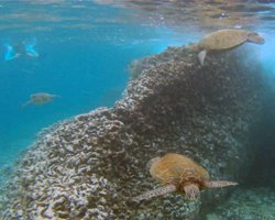 Three Green Sea Turtles at Sharks Cove Hawaii