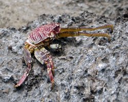 Dried-Out Crab Shell on Aa Lava at Sharks Cove Hawaii