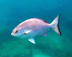 Sea Life at Sharks Cove Hawaii