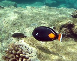 Sea Life at Sharks Cove Hawaii