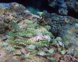 Convict Tangs at Sharks Cove Hawaii