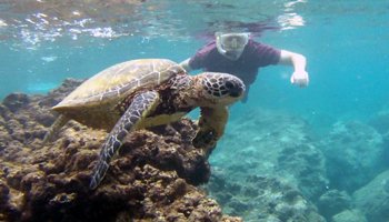 My Friend and a Green Sea Turtle at Sharks Cove Hawaii