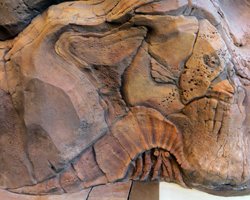 Hidden Rock Art: Reef Fish & Hermit Crab at Disney Aulani Resort