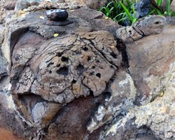 Hidden Rock Art: Hawaiian Sea Turtle at Disney Aulani Resort