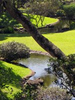 Manoa Stream Runs through the University of Hawaii Japanese Garden