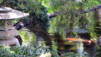 Brightly-Colored Carp in the University of Hawaii Japanese Garden