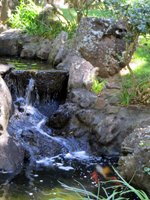 A Small Waterfall Diverts Part of Manoa Stream into the Japanese Garden