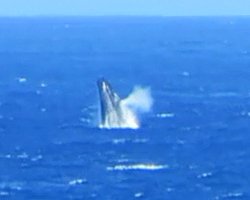 Whale Watching Hawaii: Humpback Whale Breaching & Spouting Near Kaena Point, Oahu