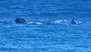 Whale Watching Hawaii: Mother and Baby Humpback Whales Near Kaena Point, Oahu