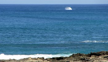 Whale Watching Hawaii: Near-Shore Splash from a Breaching Humpback Whale Near Kaena Point, Oahu