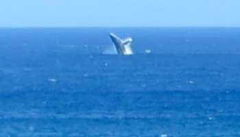 Whale Watching Hawaii: Humpback Whale Breaching Near Kaena Point, Oahu