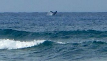 Whale Watching Hawaii: Humpback Whale Breaching Near Kaena Point, Oahu